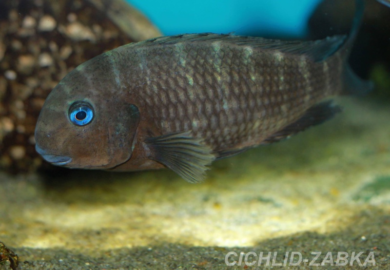 Tropheus polli 'Mabilibili Bay'